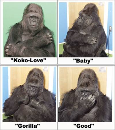 http://2.bp.blogspot.com/-8Lq1_uXWoB0/ThHYk0uDCJI/AAAAAAAACjY/wLHP2xvV7FQ/s400/koko_vocab.jpg
